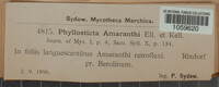 Phyllosticta amaranthi image